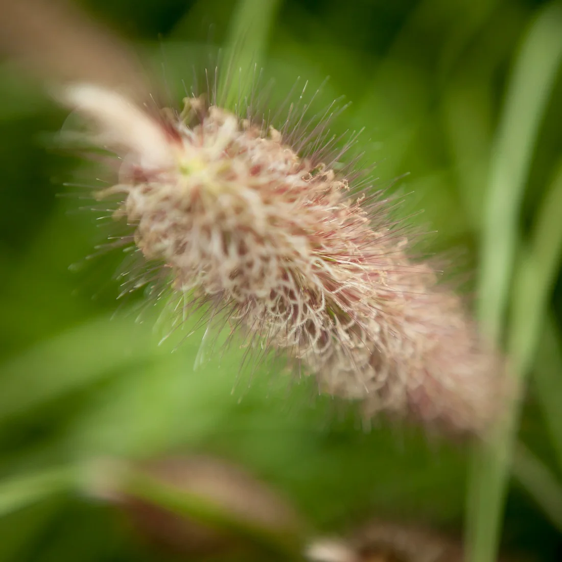 Rozplenica japońska Japonicum