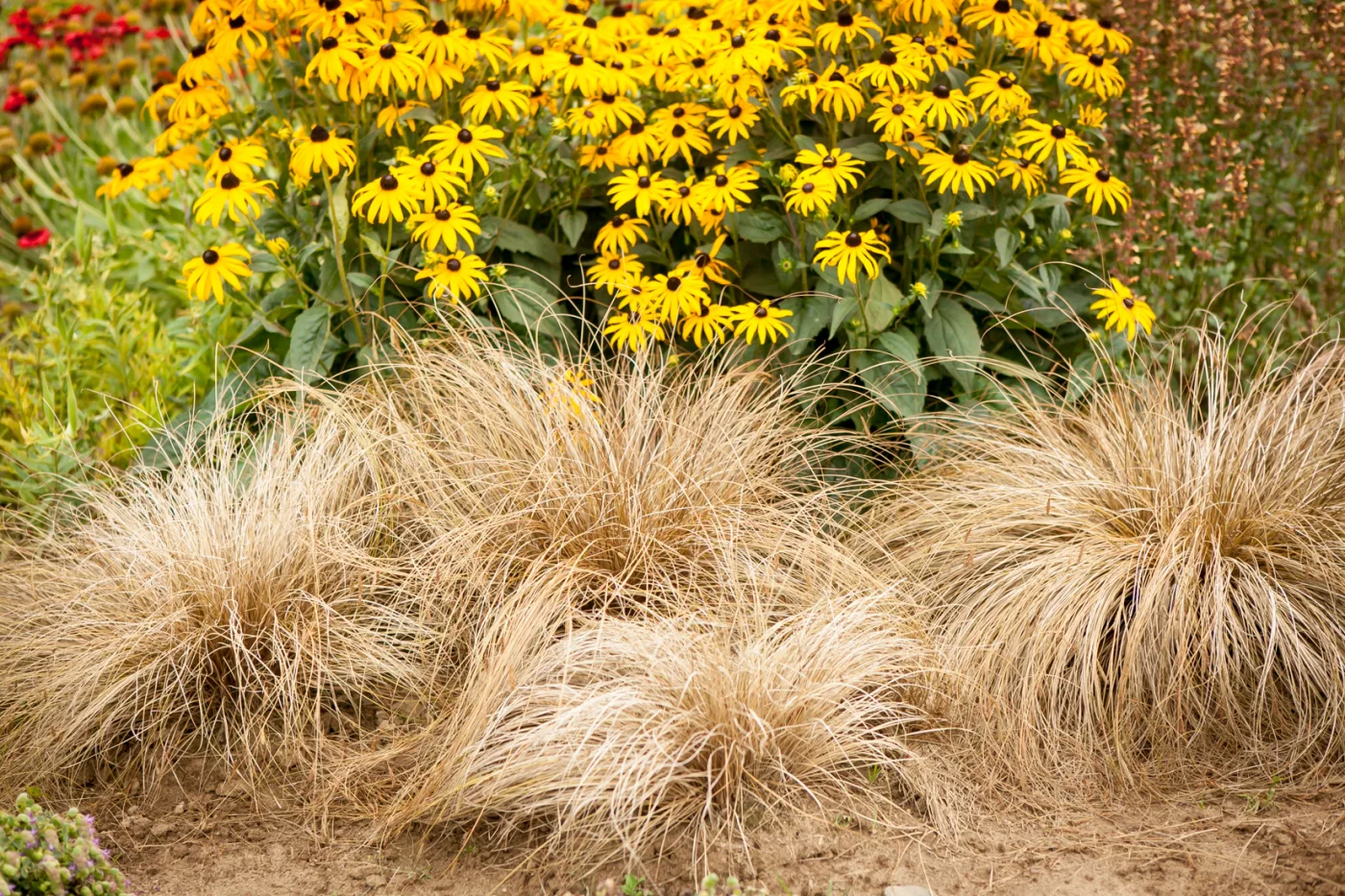 Rudbekia błyskotliwa Goldstrum, turzyca Buchanana