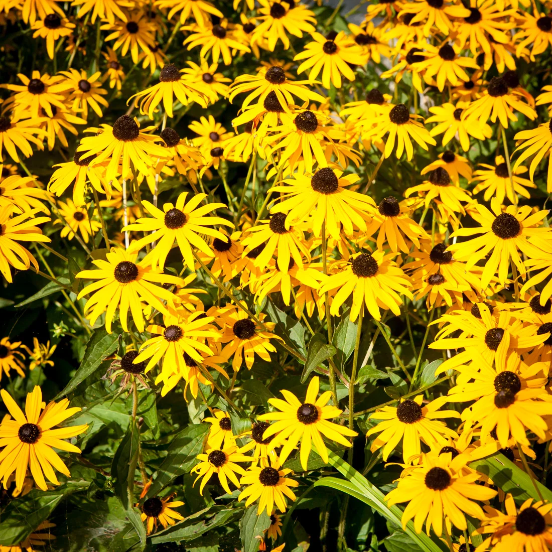 Rudbekia błyskotliwa Goldstrum