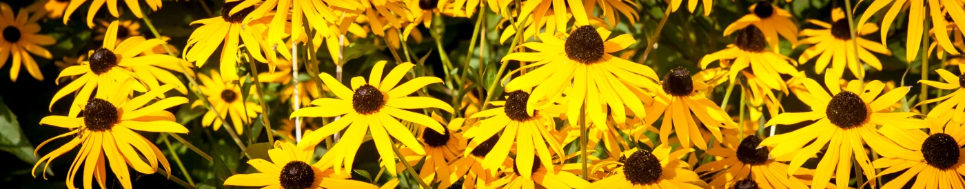 Rudbekia błyskotliwa Goldstrum