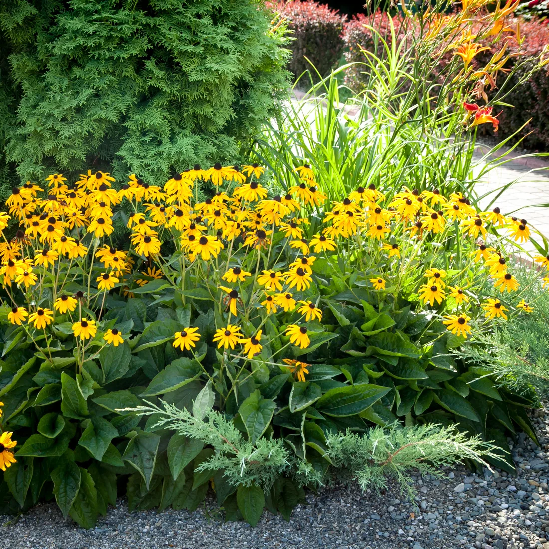 Rudbekia błyskotliwa Goldstrum