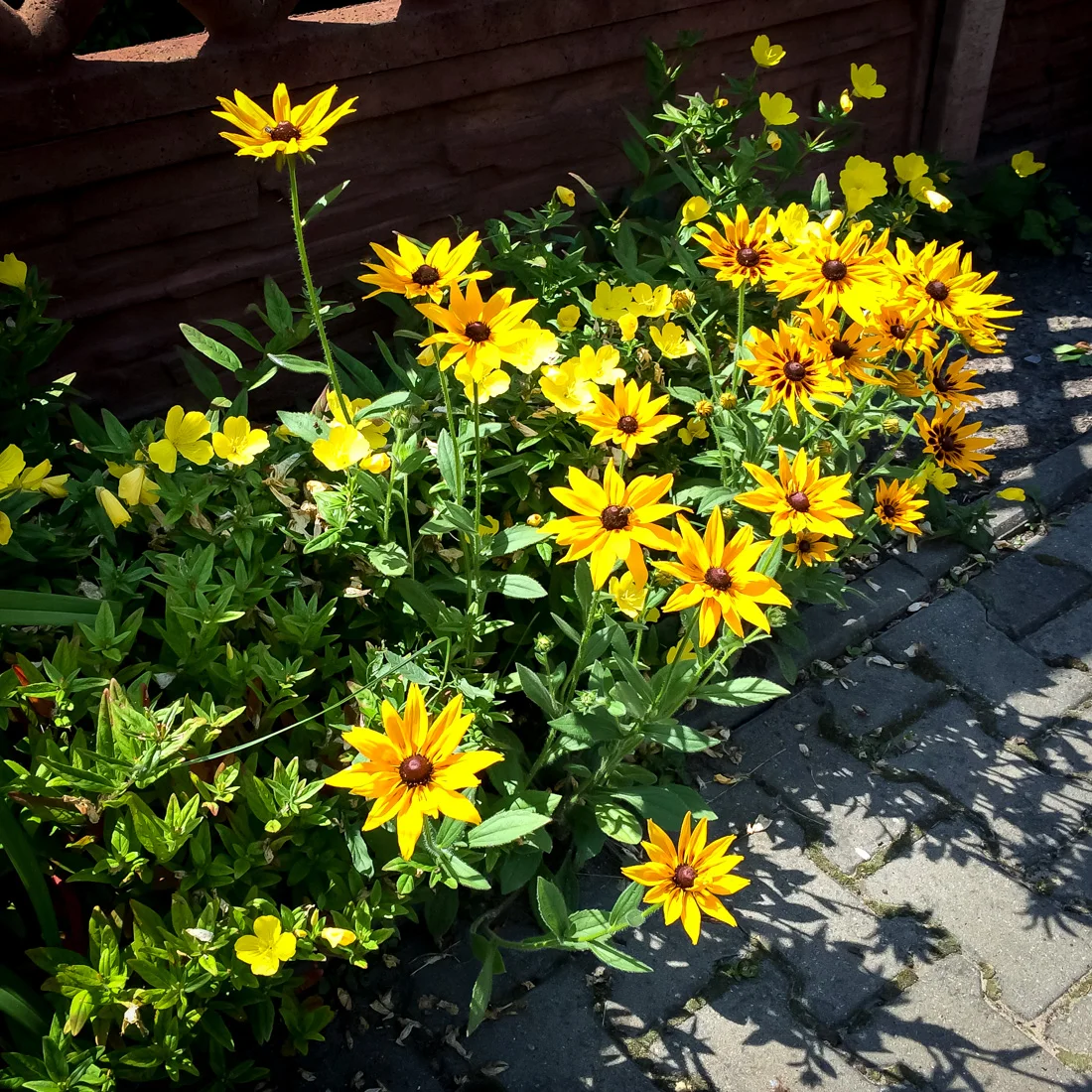 Rudbekia błyskotliwa Goldstrum