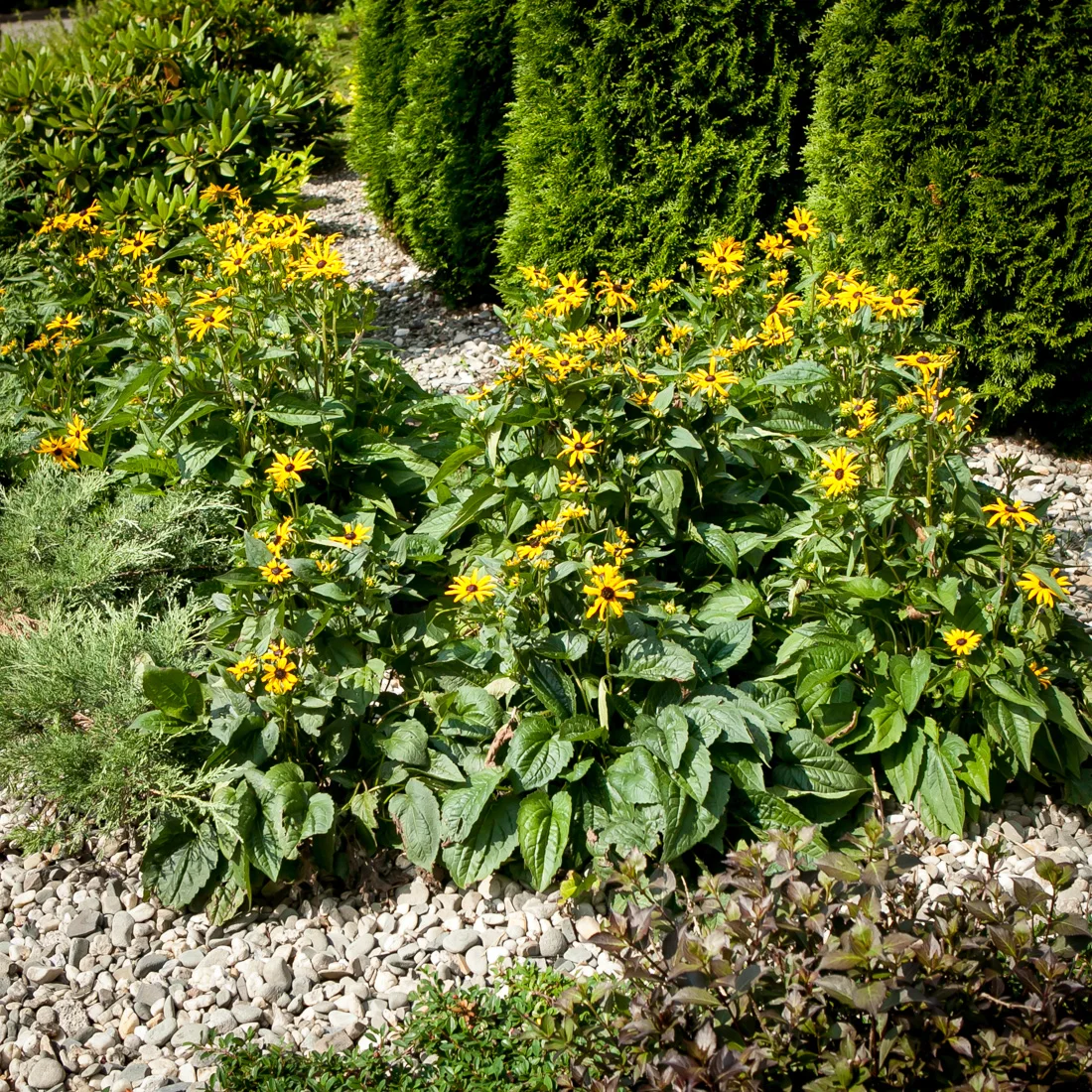 Rudbekia błyskotliwa Goldstrum