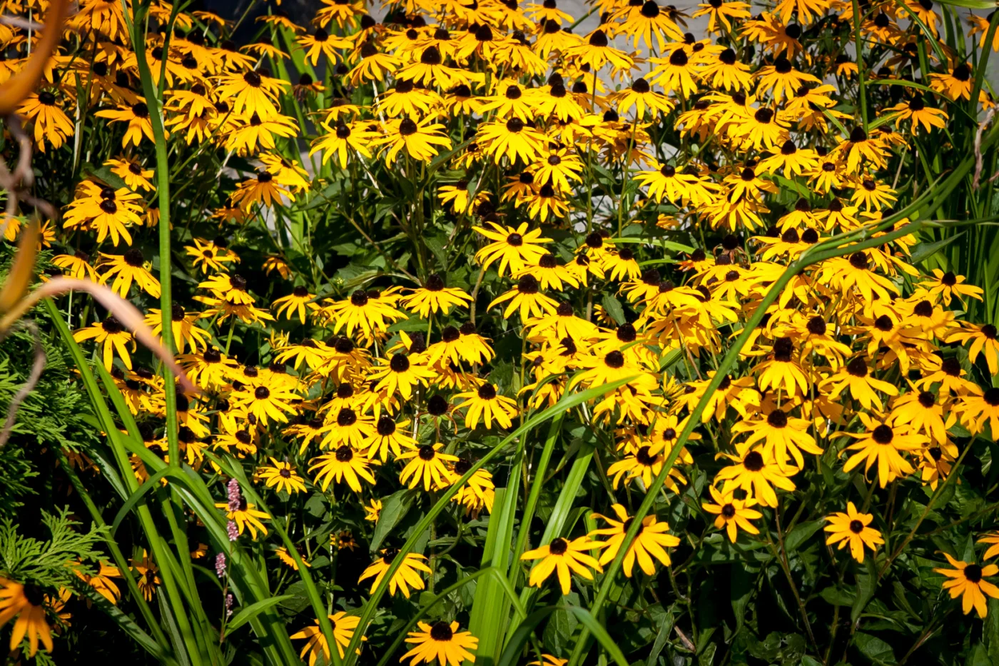 Rudbekia błyskotliwa Goldstrum
