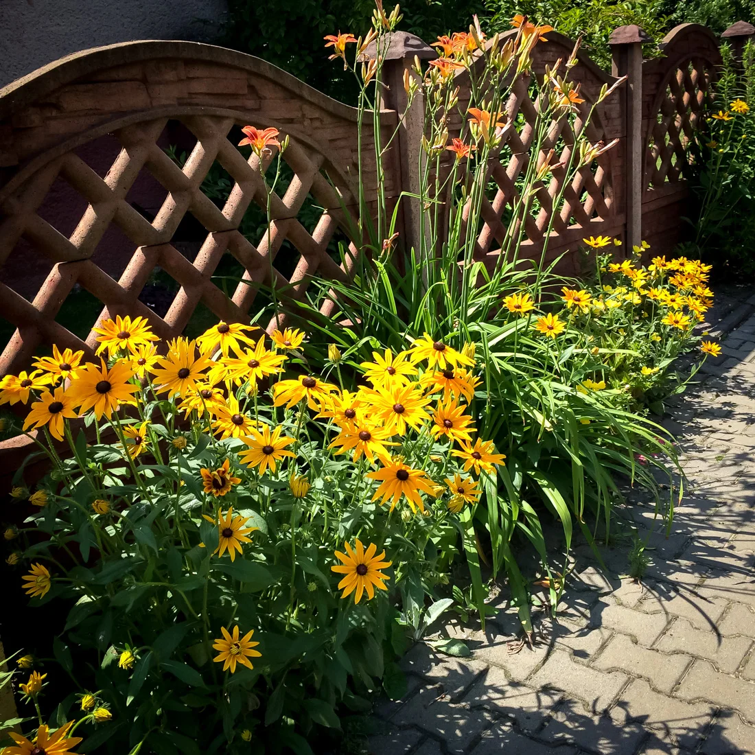 Rudbekia błyskotliwa Goldstrum