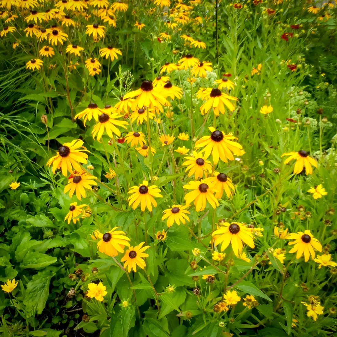 Rudbekia błyskotliwa Goldstrum