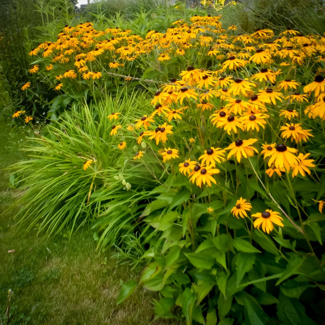 Rudbekia błyskotliwa Goldstrum
