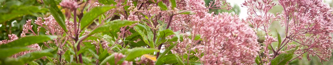 Sadziec plamisty Atropurpureum