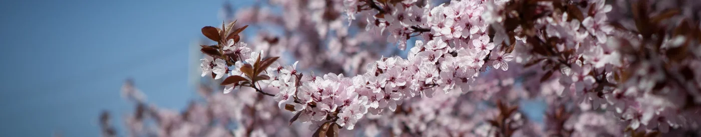 Śliwa wiśniowa Pissardii / Atropurpurea