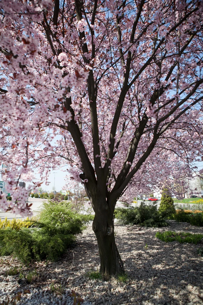 Śliwa wiśniowa Pissardii / Atropurpurea