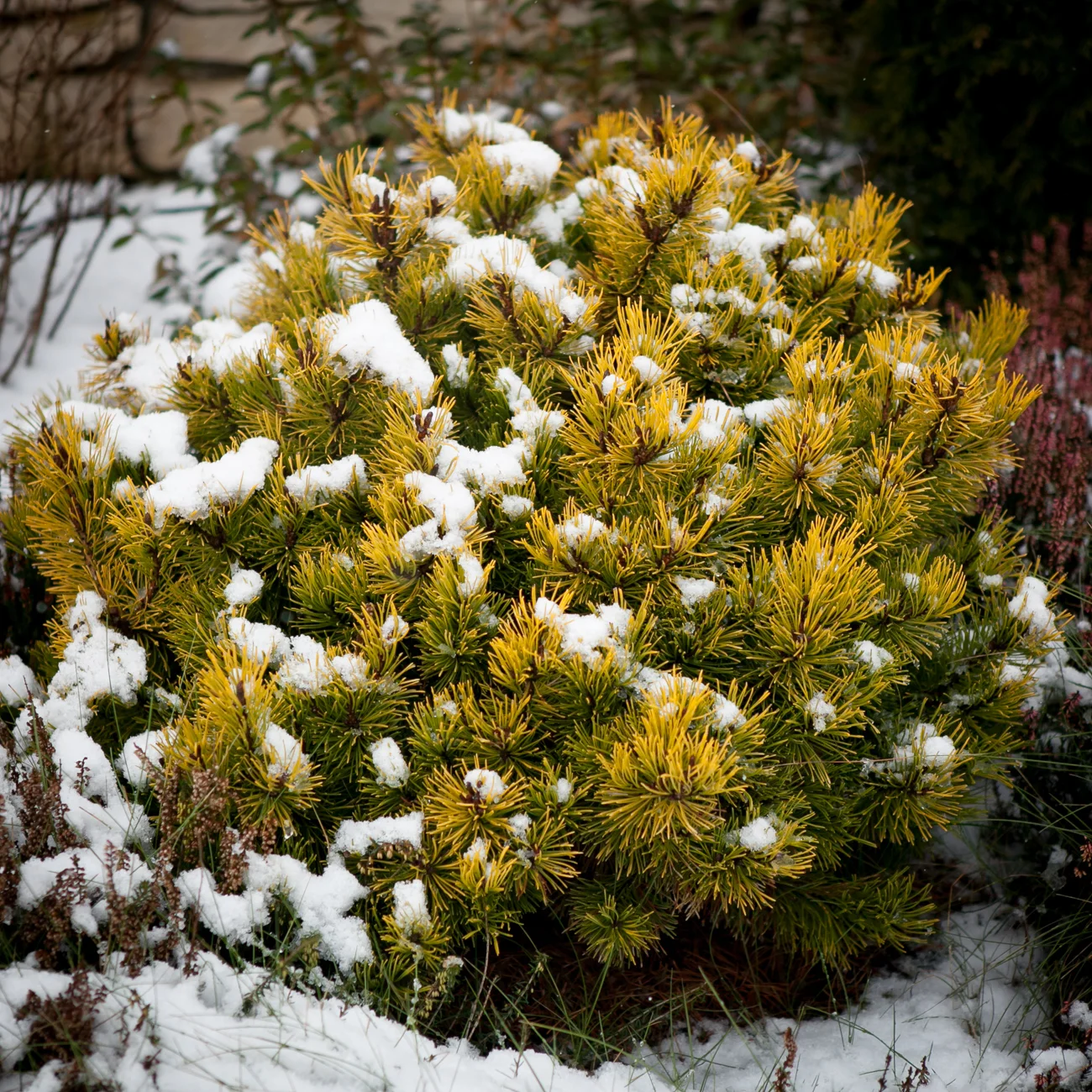Sosna górska Winter Gold