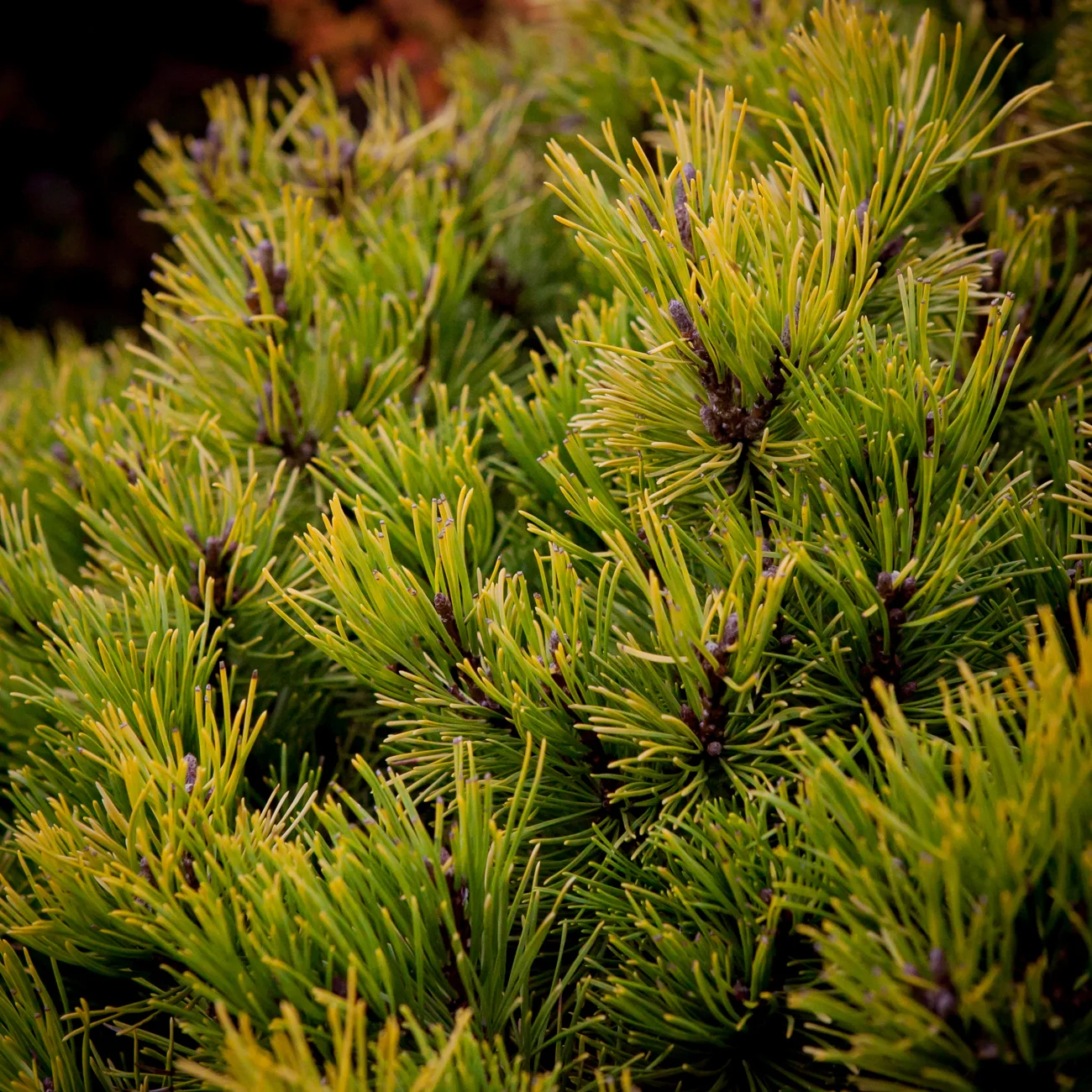 Sosna górska Winter Gold