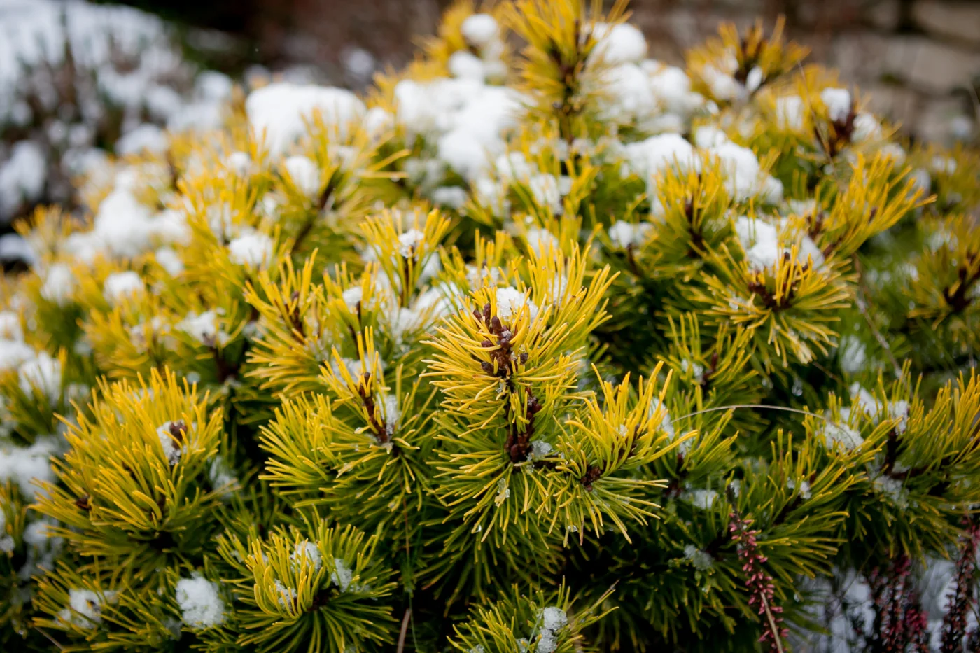Sosna górska Winter Gold