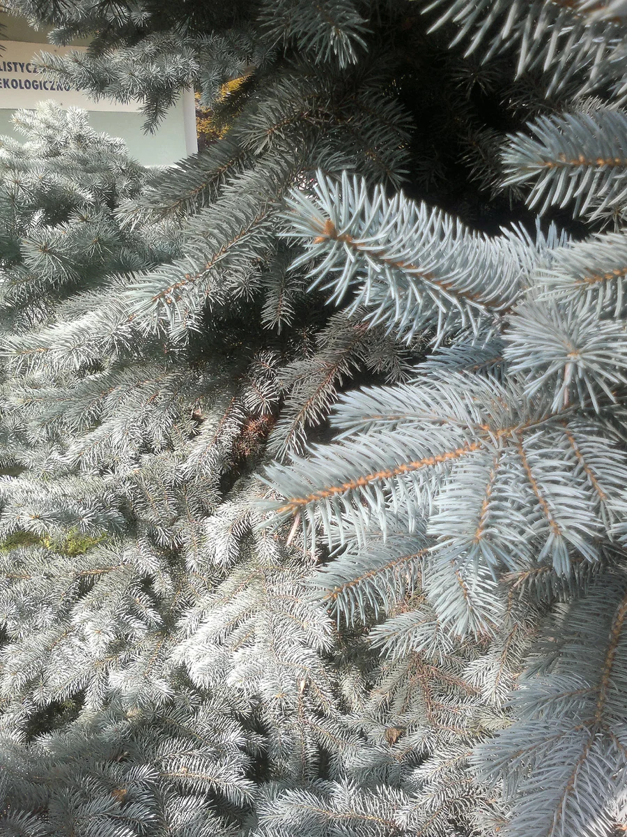 Srebrzyste igły są nastroszone i kłujące.