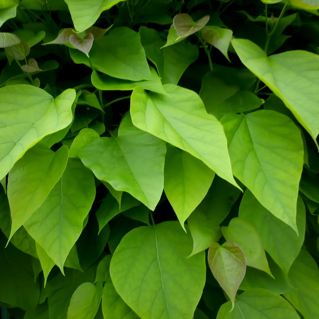 surmia bignoniowa Nana
