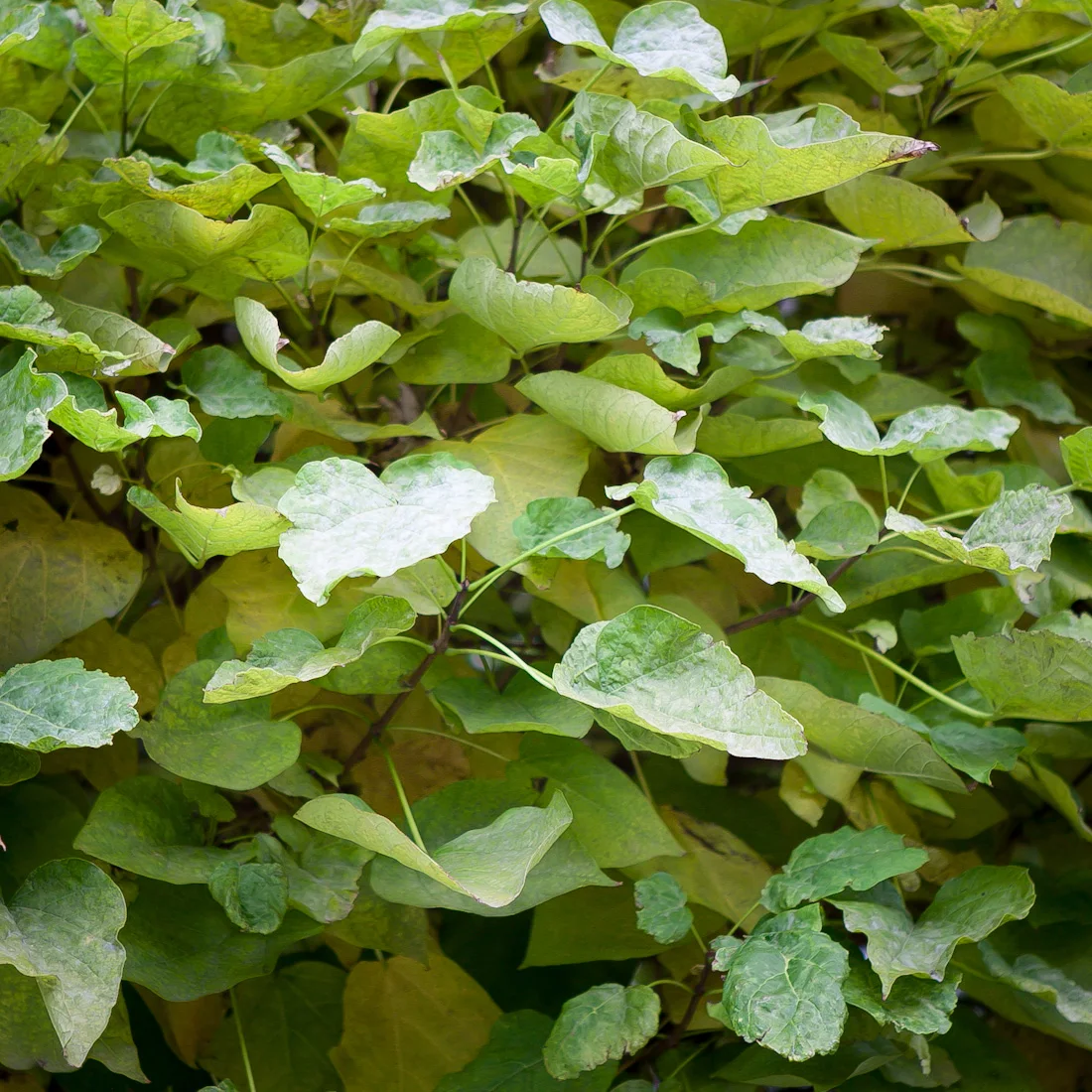 surmia bignoniowa Nana