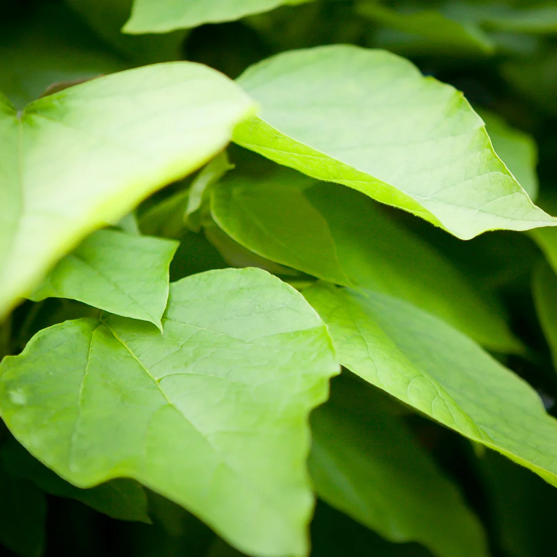 surmia bignoniowa Nana