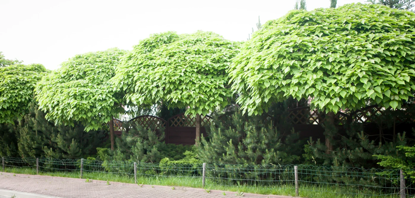 surmia bignoniowa Nana