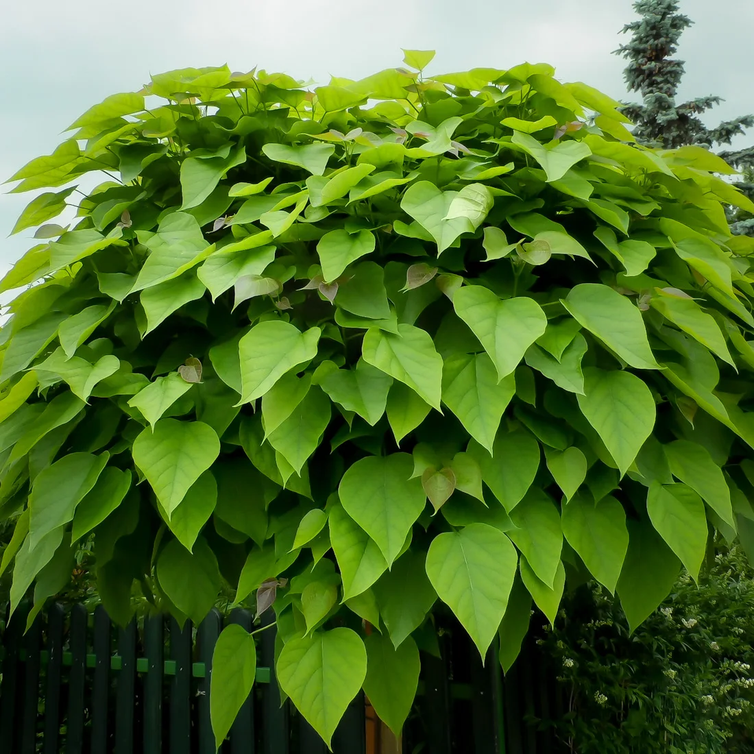 surmia bignoniowa Nana