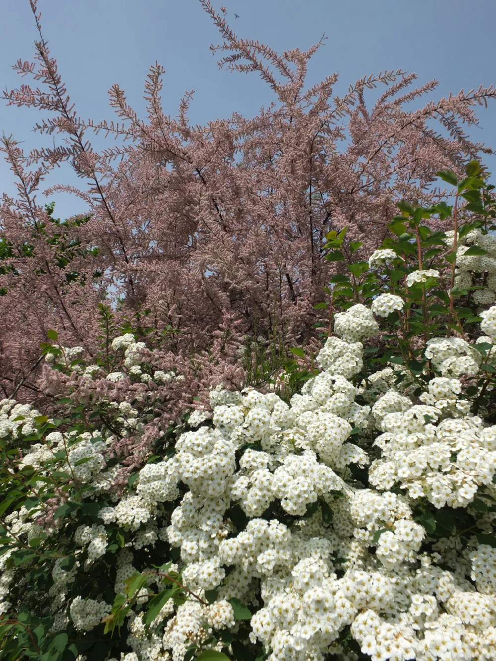 tamaryszek drobnokwiatowy, tamarix parviflora,