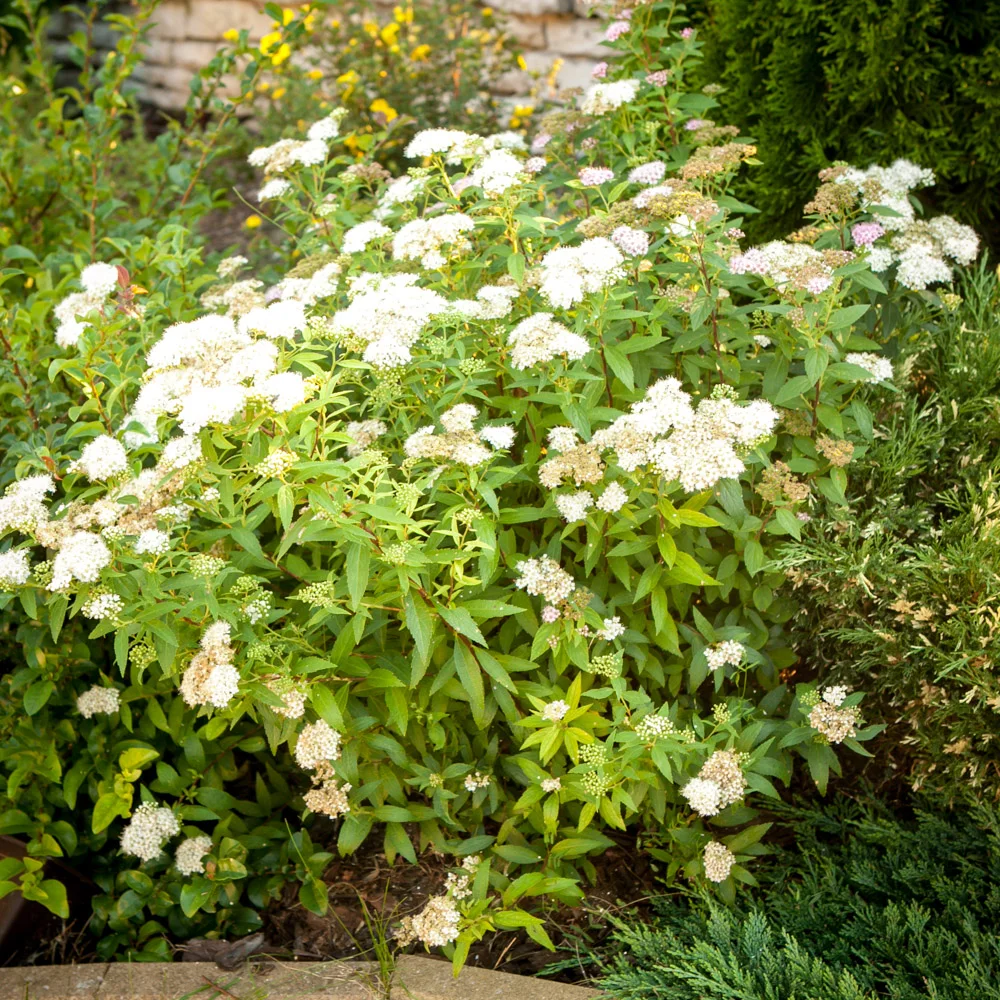 Tawuła japońska Albiflora