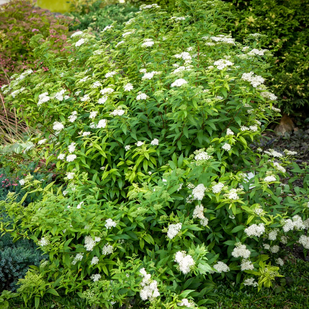 Tawuła japońska Albiflora