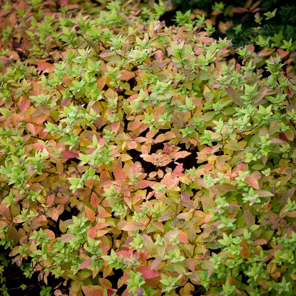 tawuła japońska Golden Carpet