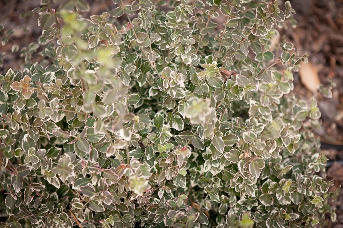 Trzmielina Fortune'a Emerald Gaiety Euonymus fortunei jesien