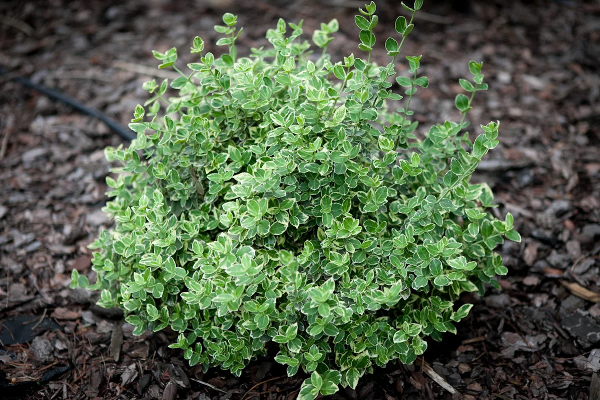 Trzmielina Fortune'a Emerald Gaiety Euonymus fortunei wiosna