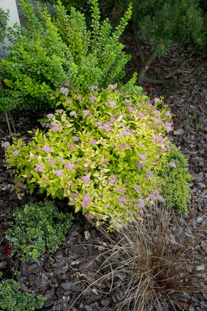 Turzyca Buchanana, Berberys Thunberga Green Carpet, Tawuła japońska Goldmound, Trzmielina Fortune'a Emerald Gaiety