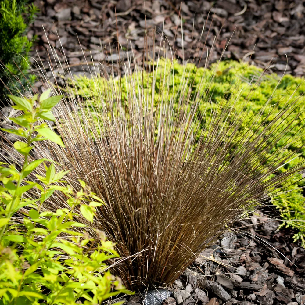 Turzyca Buchanana