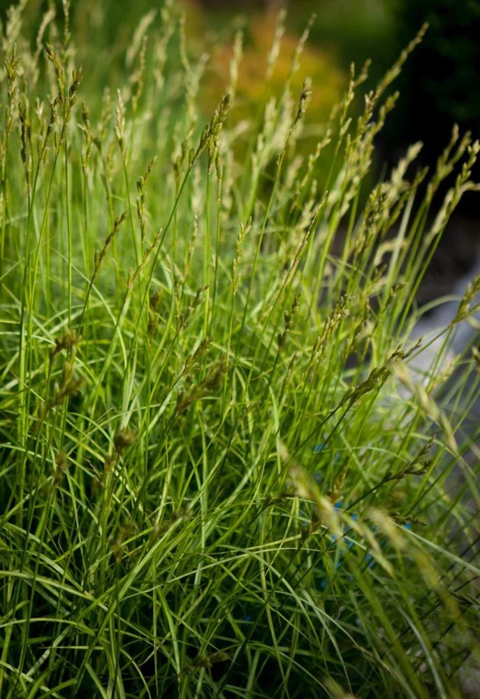 Turzyca palmowa Aureovariegata