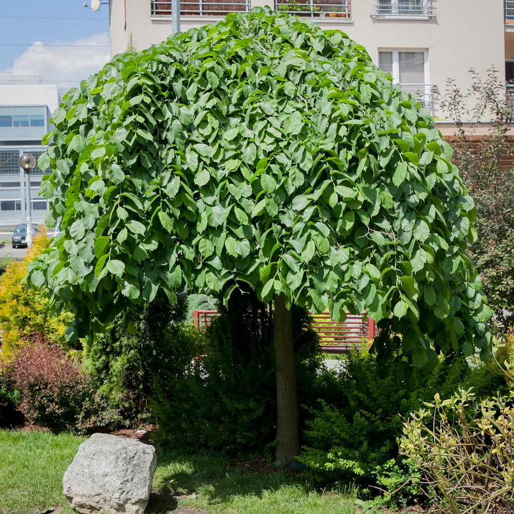 wiąz górski Camperdownii forma cięta w parasol
