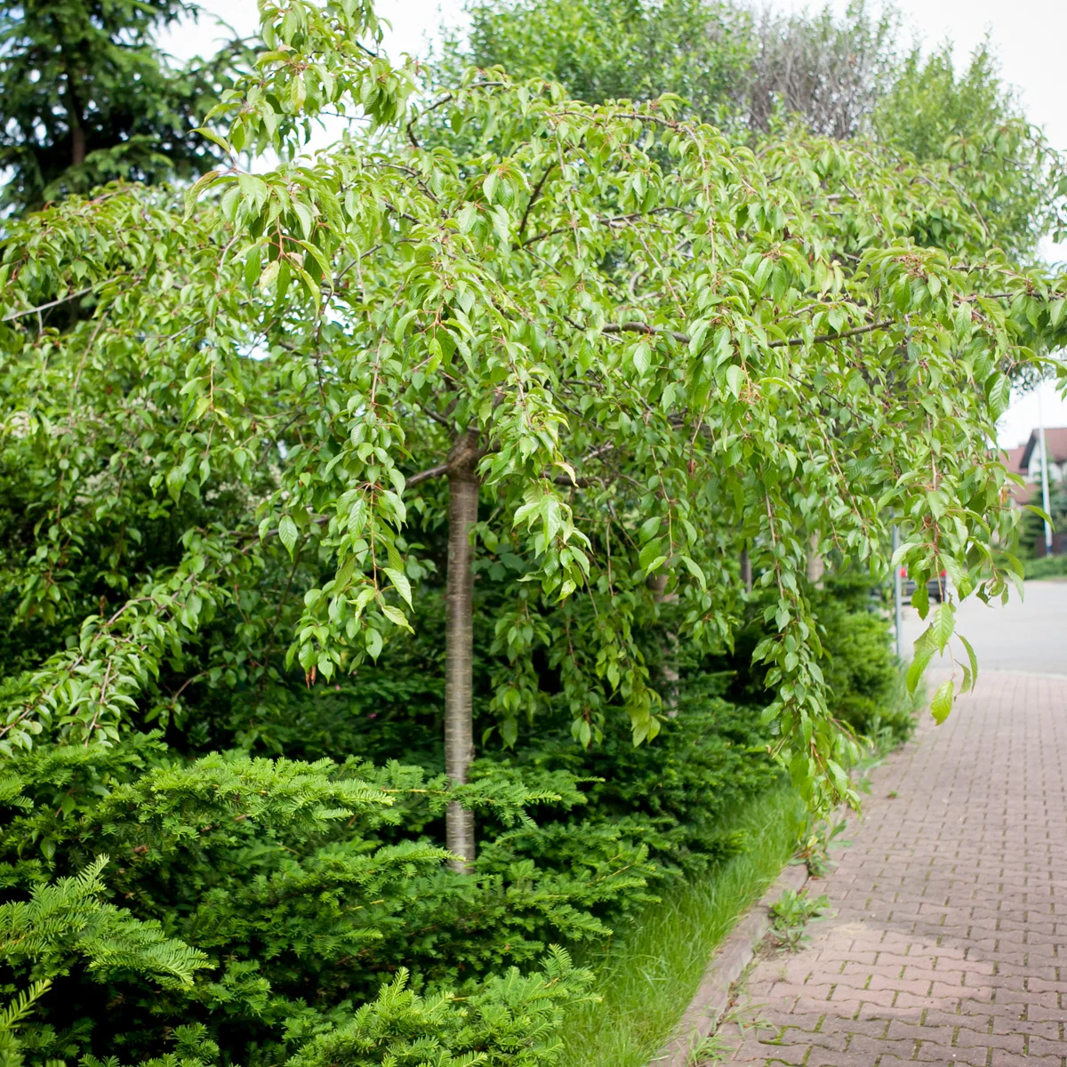 Wiśnia piłkowana Kiku shidare zakura