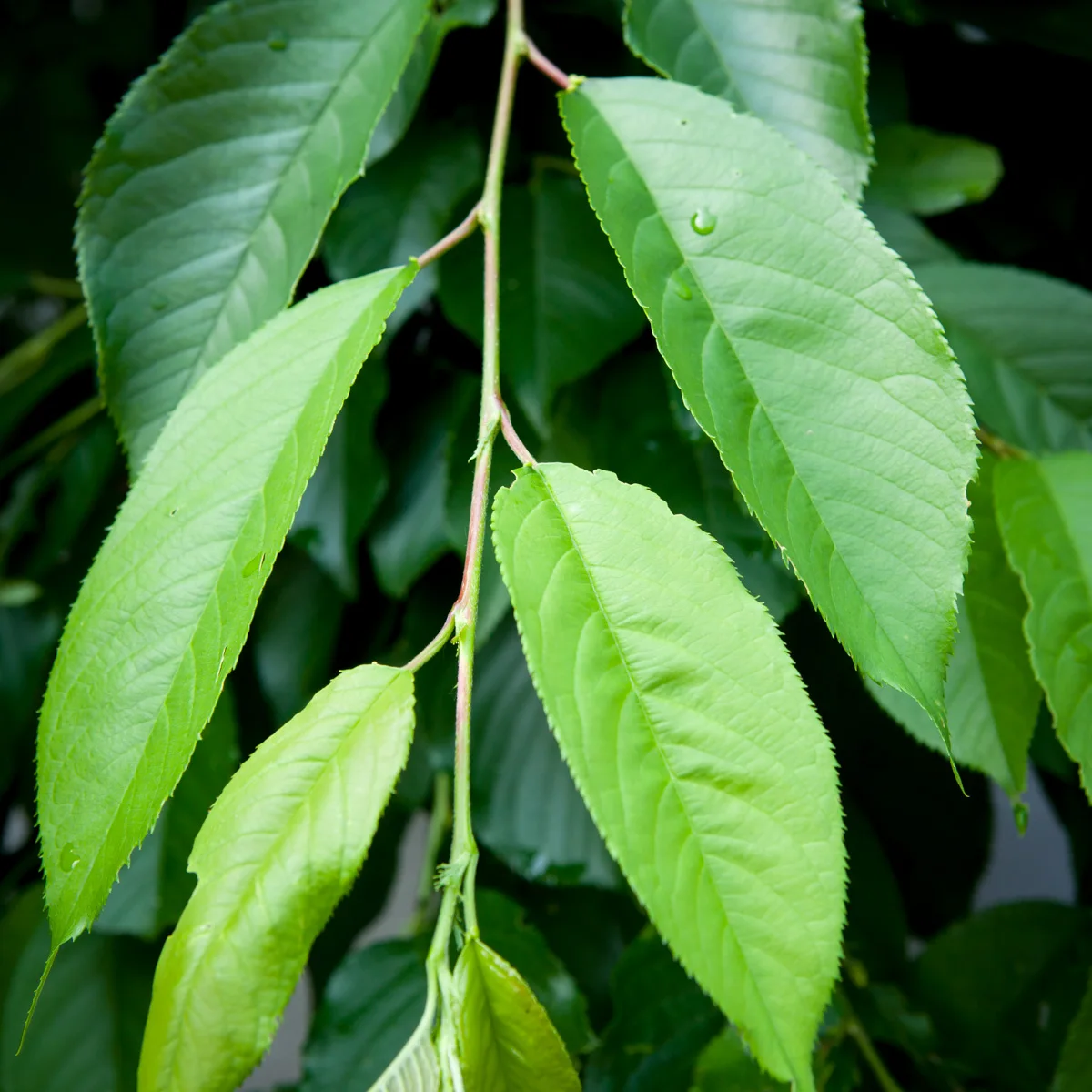 Wiśnia różowa Pendula