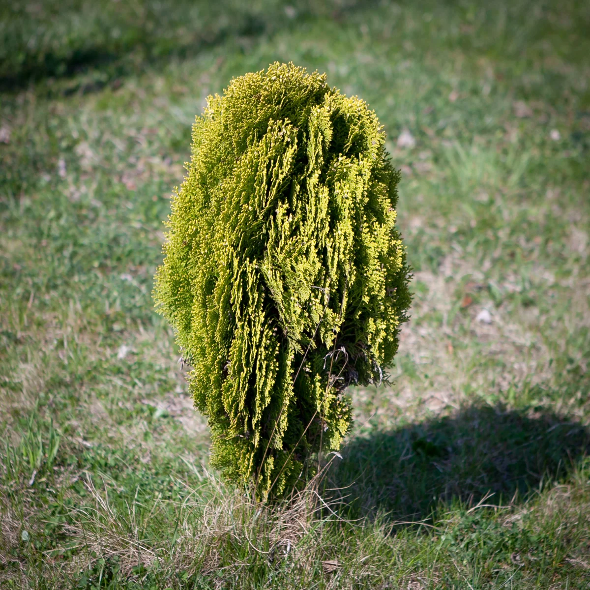 Żywotnik wschodni Aurea Nana