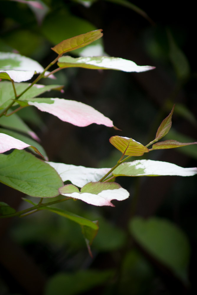 Aktinidia pstrolistna