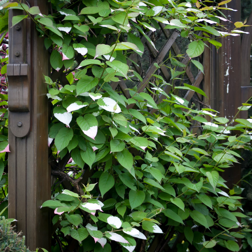 Aktinidia pstrolistna