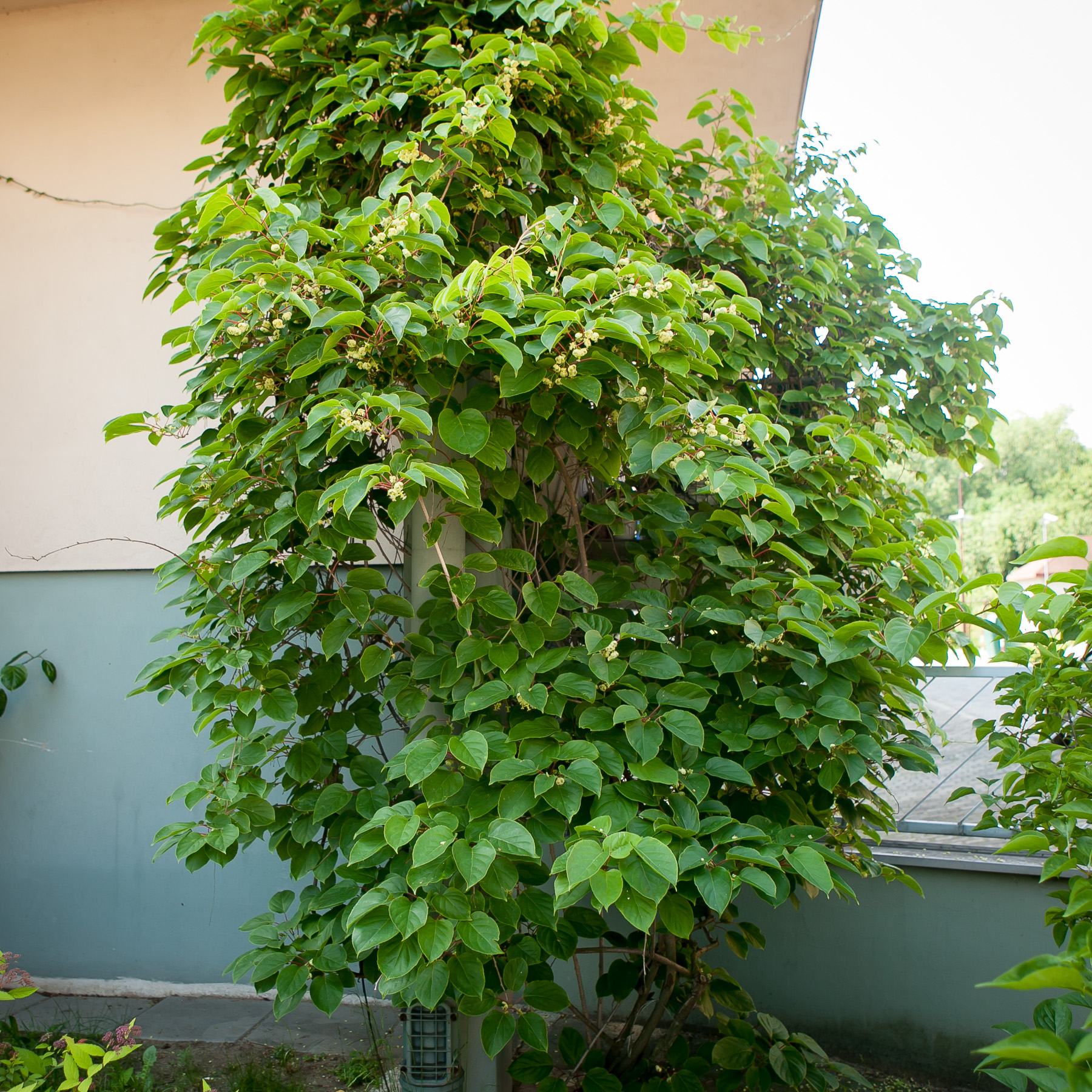 Aktinidia ostrolistna 'Weiki'