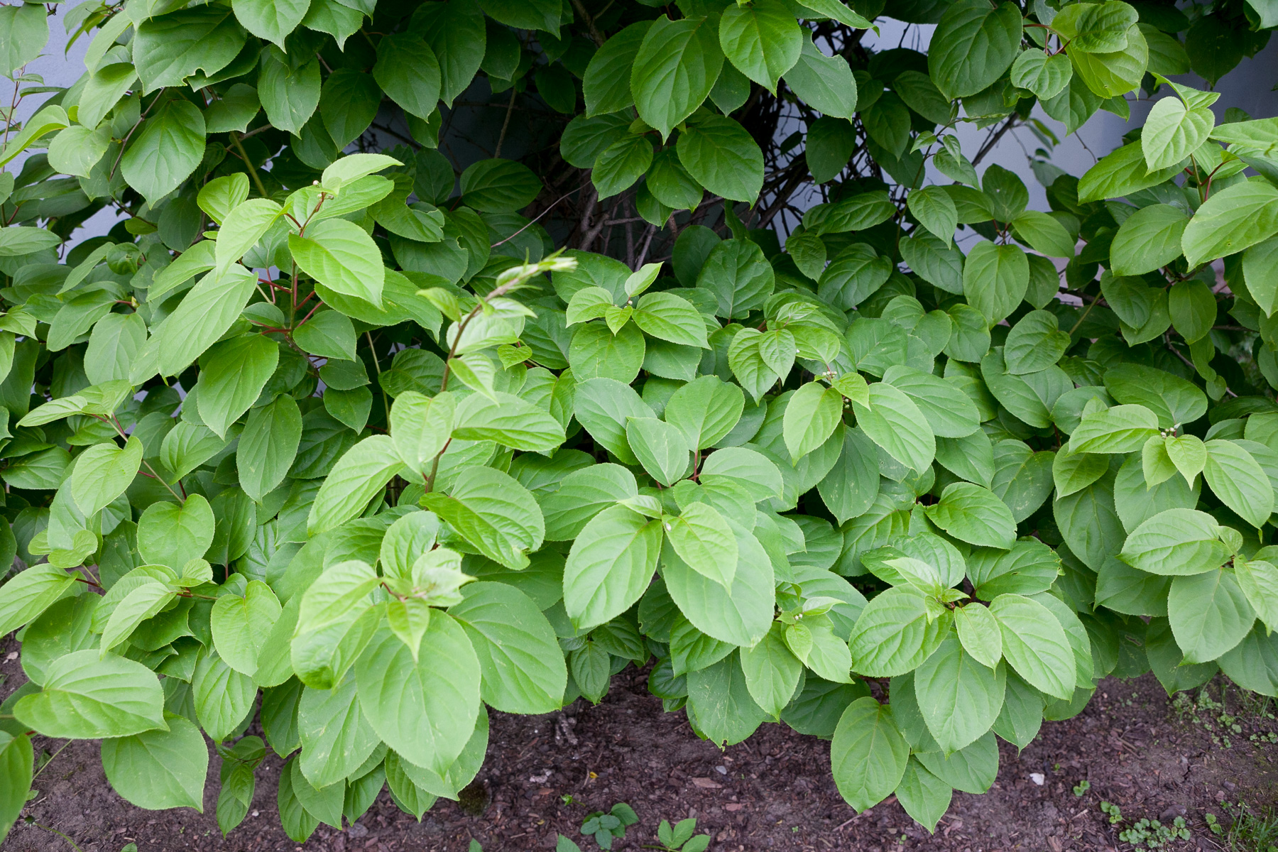 Aktinidia ostrolistna 'Weiki'
