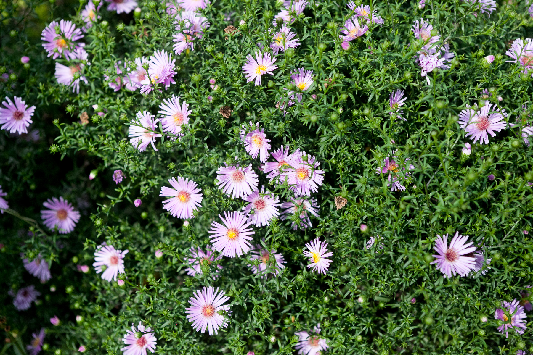 Aster 'Herbstgruss vom Bresserhof'