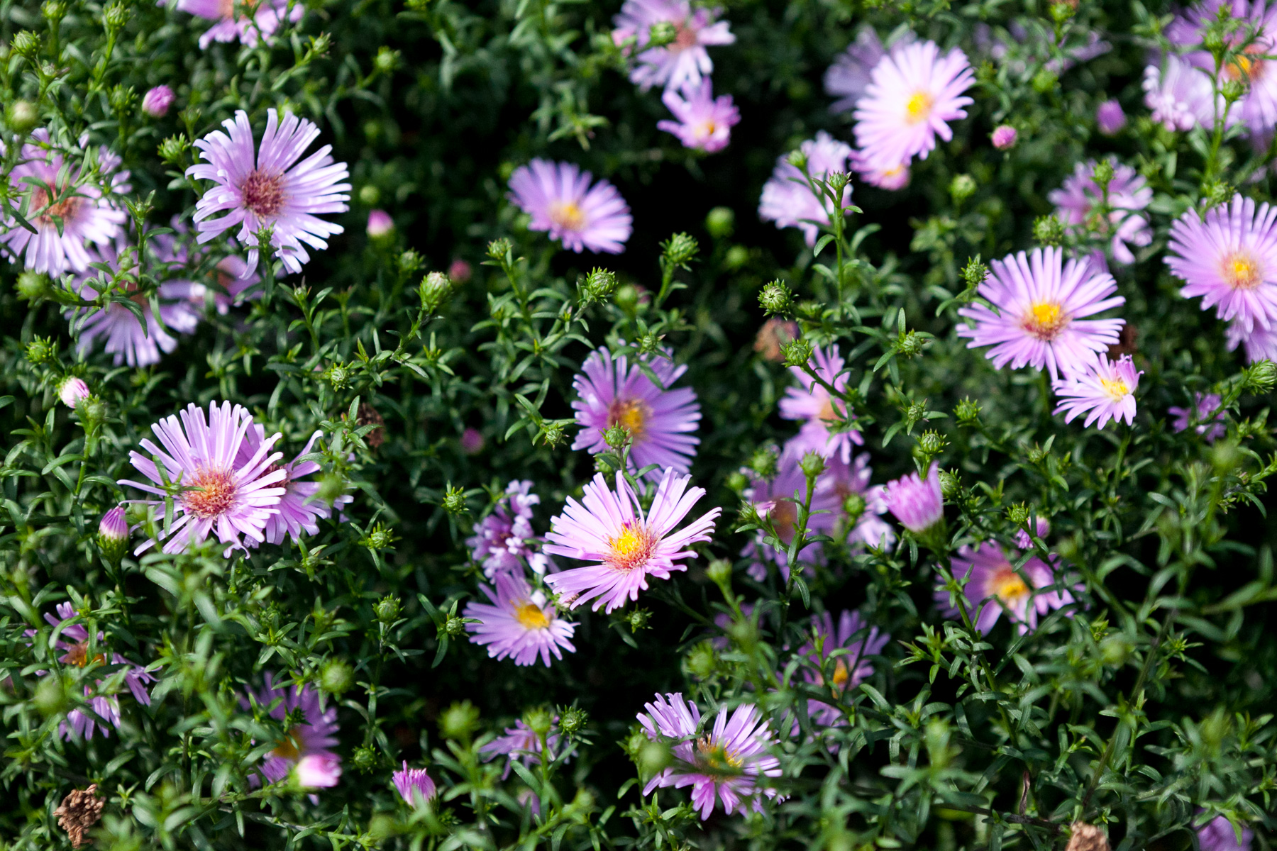 Aster 'Herbstgruss vom Bresserhof'