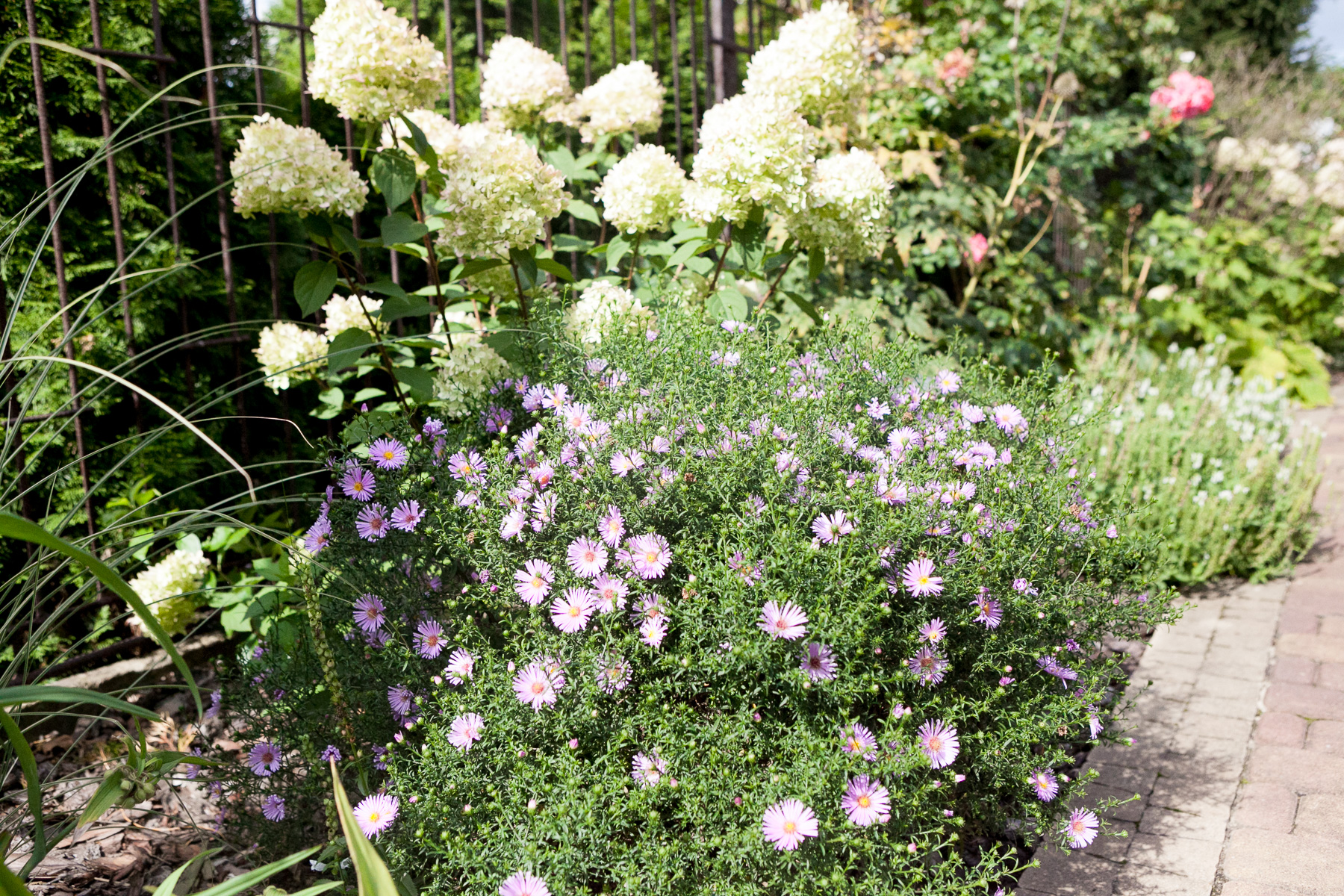 Aster 'Herbstgruss vom Bresserhof', Hortensja bukietowa 'Limelight'
