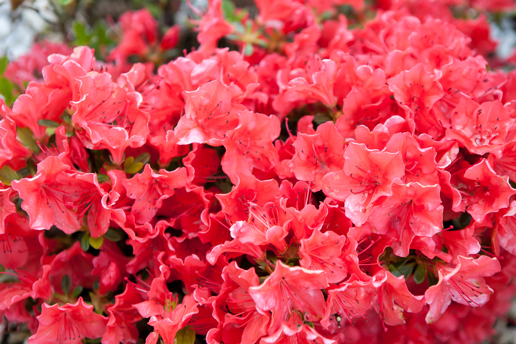 Azalia japońska 'GEISHA ORANGE Satschiko'