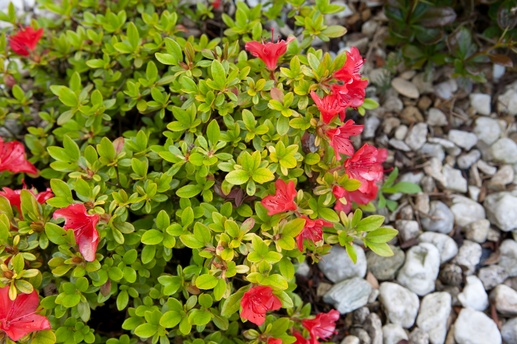 Azalia japońska 'GEISHA ORANGE Satschiko'