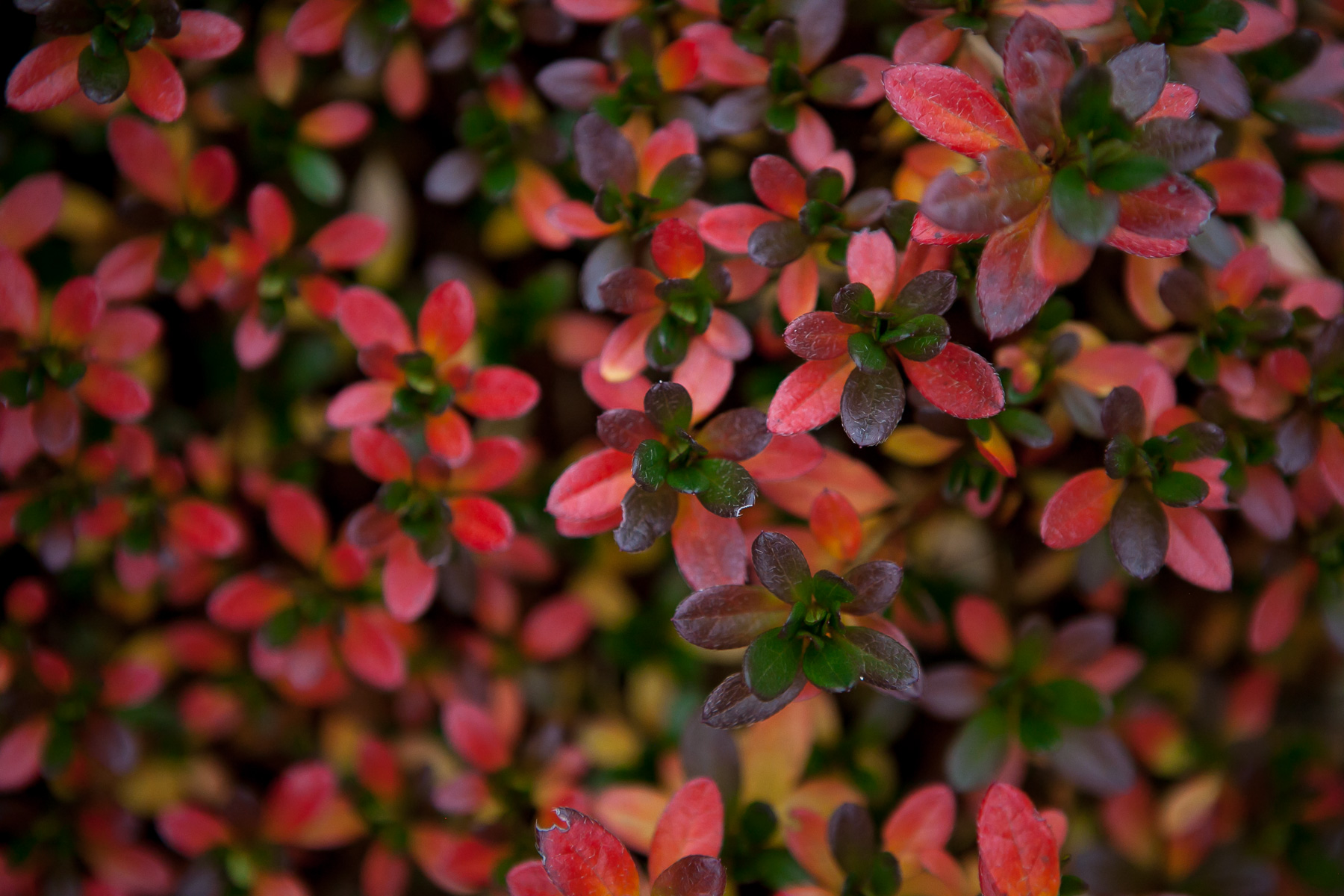 Azalia japońska 'GEISHA ORANGE Satschiko'