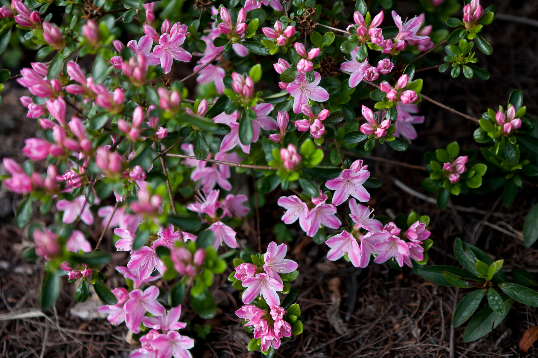 Azalia japońska 'Kermesina Rosé'