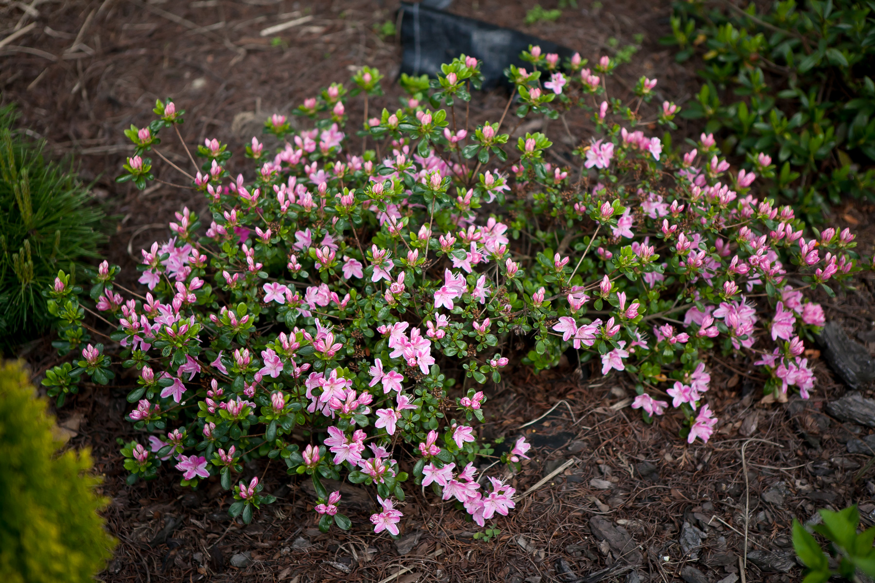 Azalia japońska 'Kermesina Rosé'