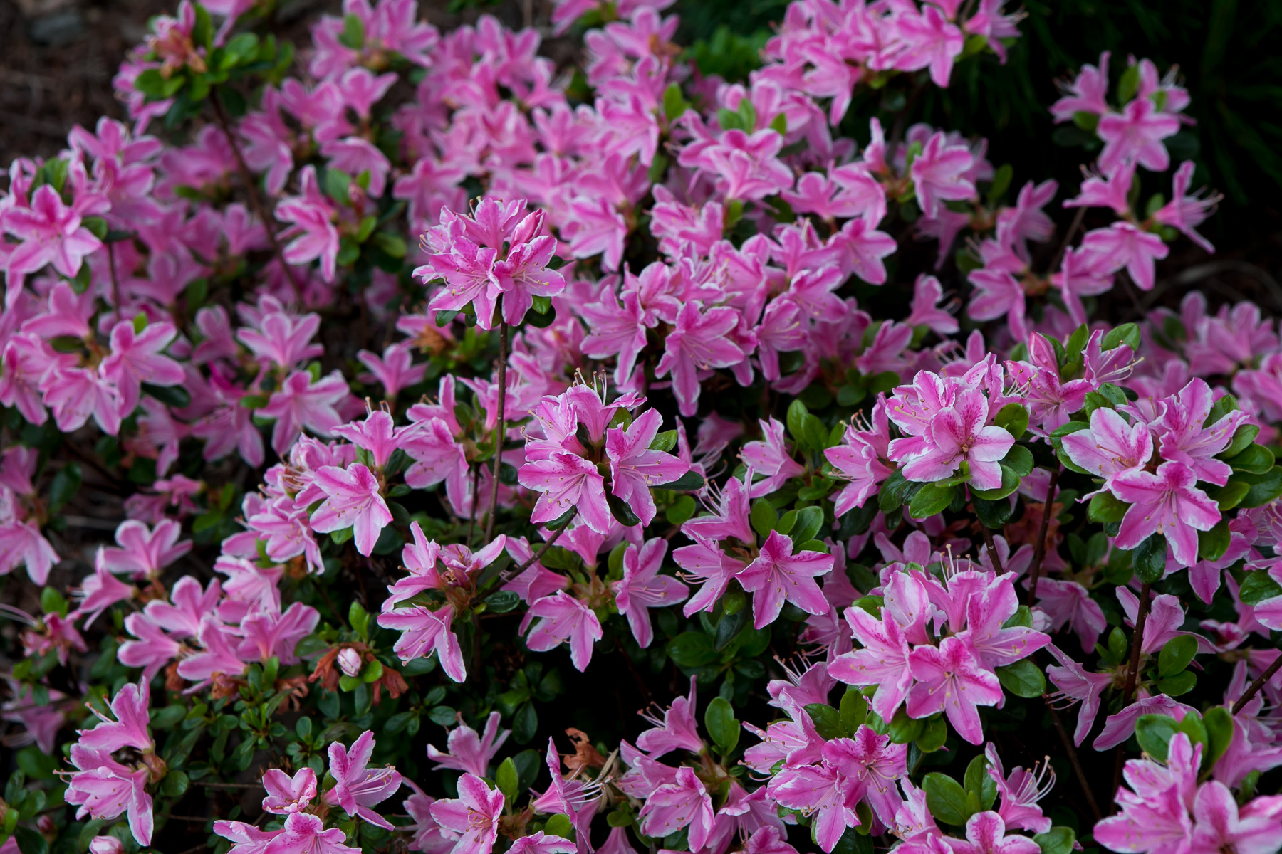 Azalia japońska 'Kermesina Rosé'