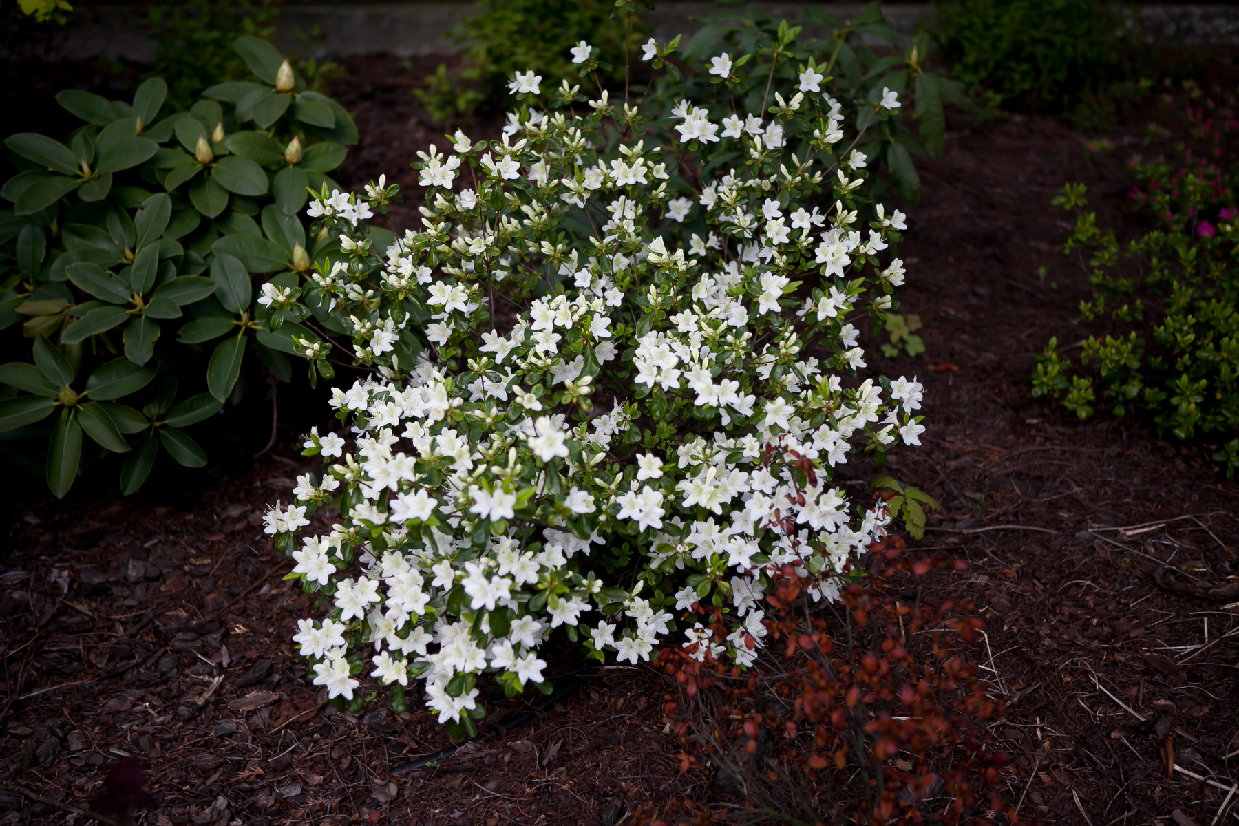 Azalia japońska 'Luzi'